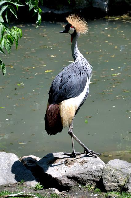 min 2013 07 06 beauval 257